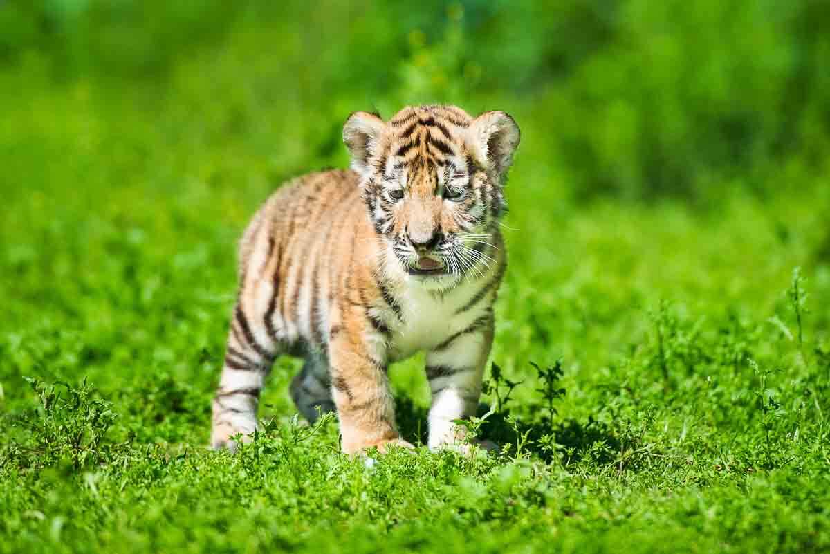 Tiger-Baby
