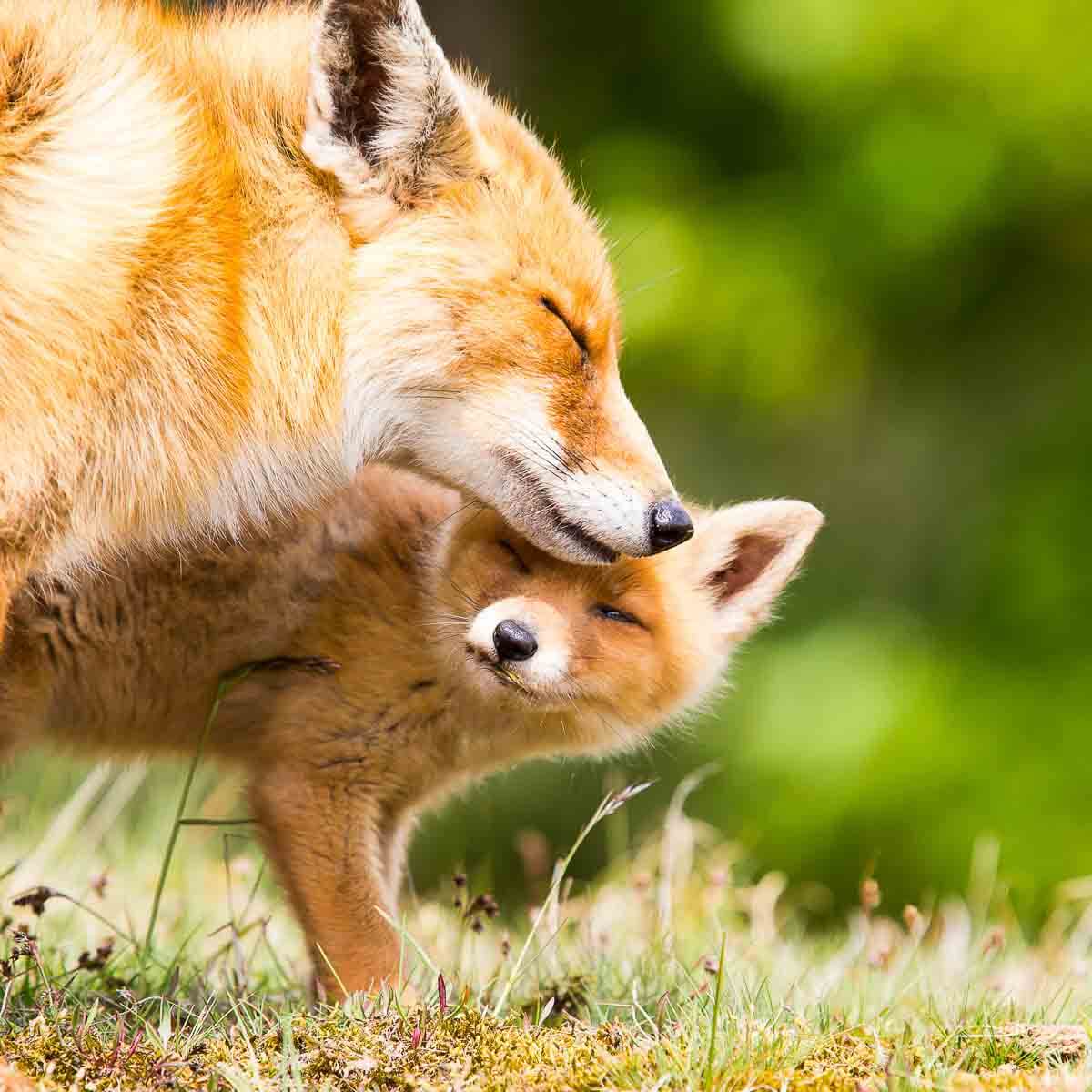 Junger Fuchs mit seiner Mutter