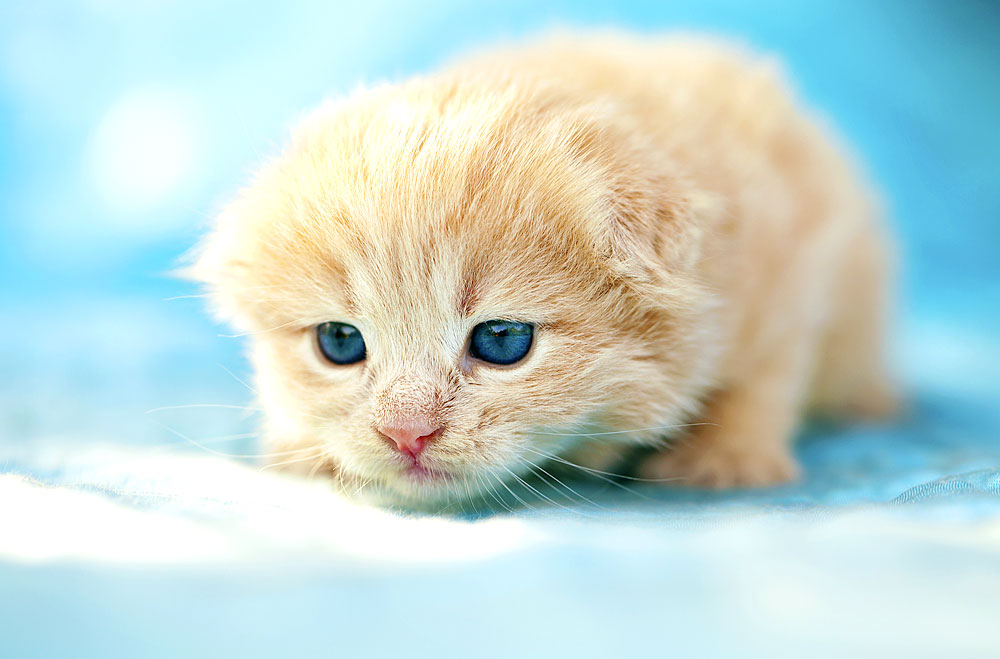 Rothaariges Kätzchen mit blauen Augen
