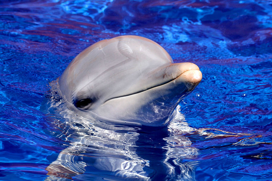 delfin-steckbrief-bilder-intelligenz-was-man-ber-delfine-wissen-muss