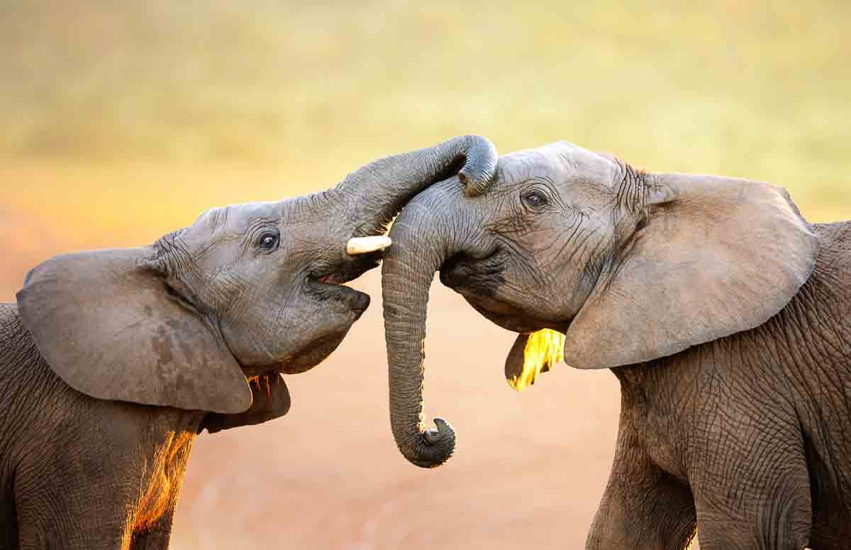 Elefanten begrüssen sich