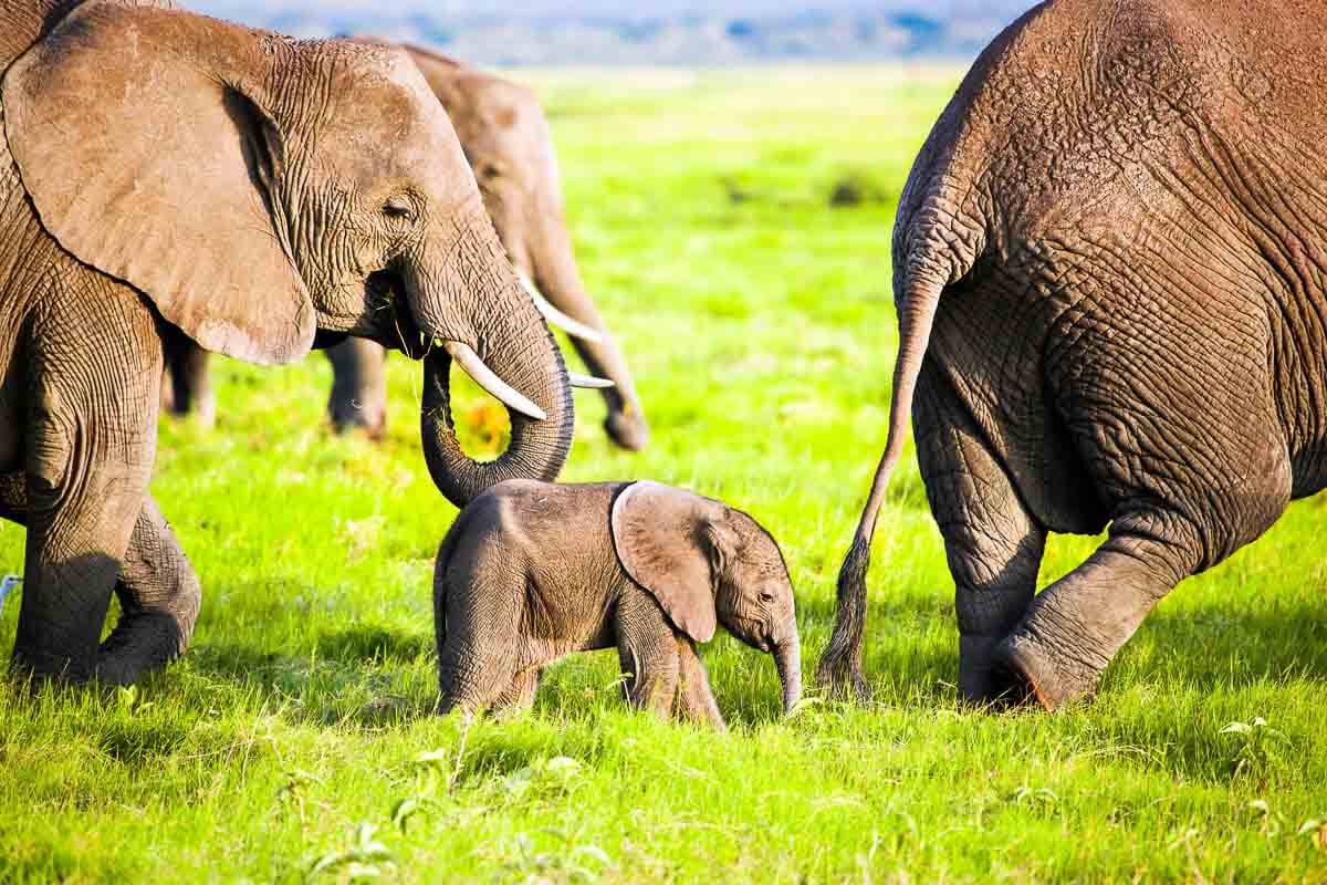 Elefantenfamilie mit Baby