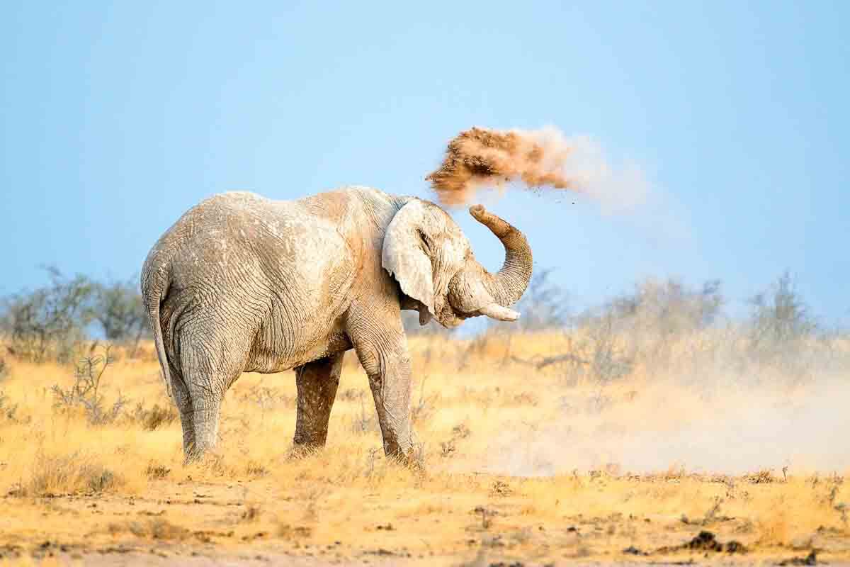 Elefant bewirft sich mit Dreck