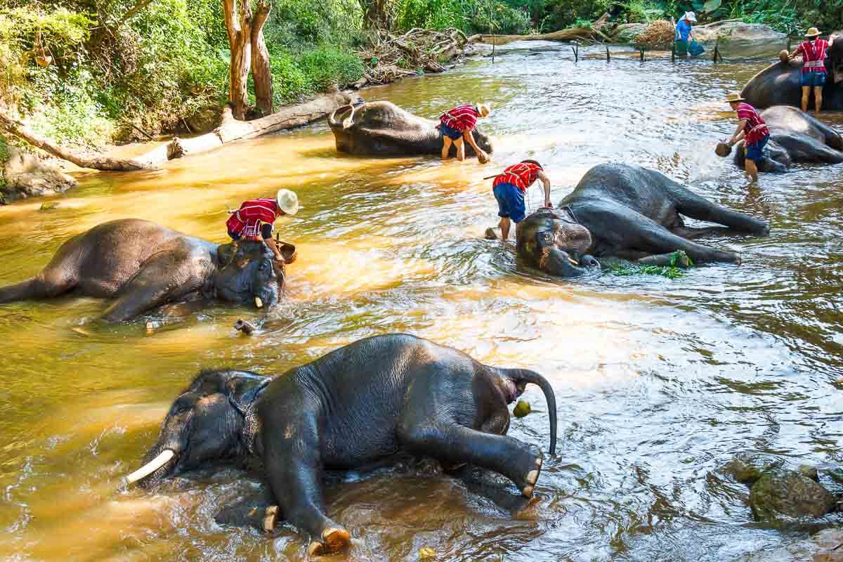 Elefanten werden gebadet