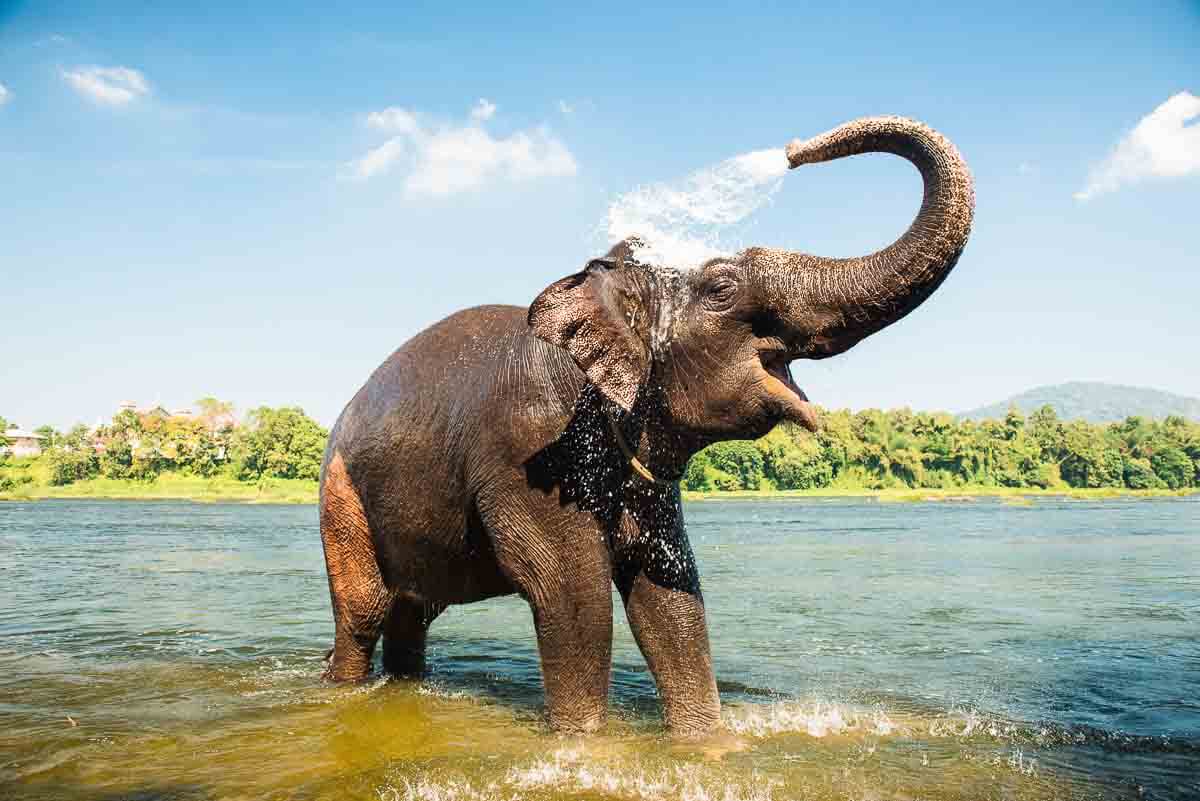 Elefant badet
