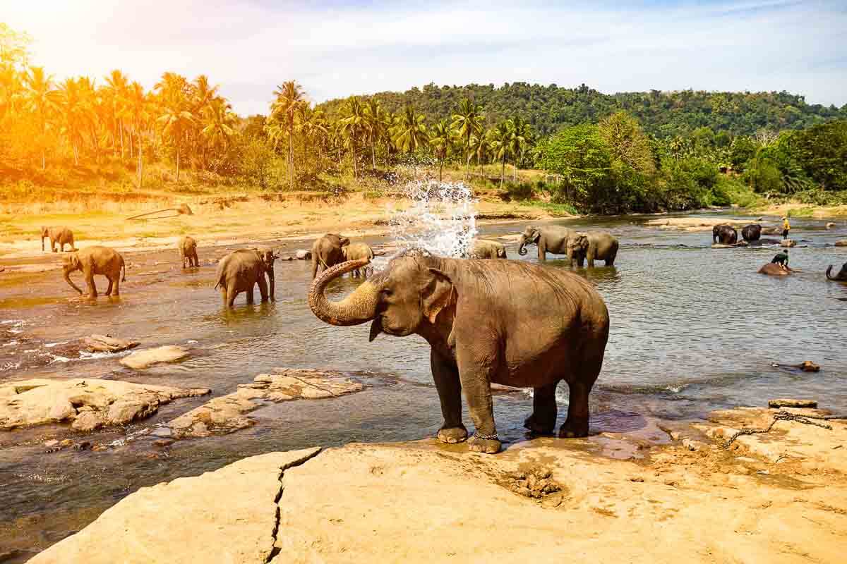 Elefanten baden in einem Fluss