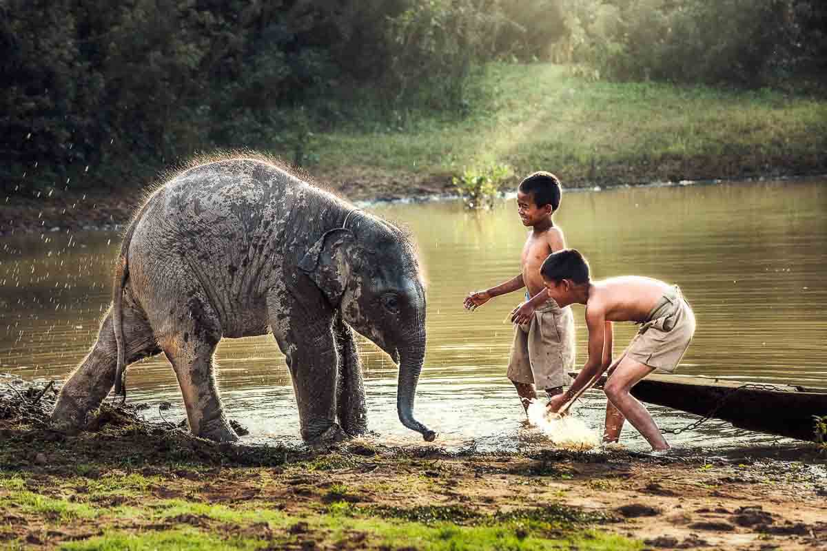 Kinder spielen mit einem Baby-Elefant
