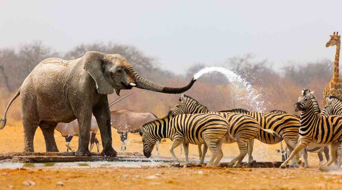 Elefant bespritzt Zebras, um sie vom Wasserloch fernzuhalten