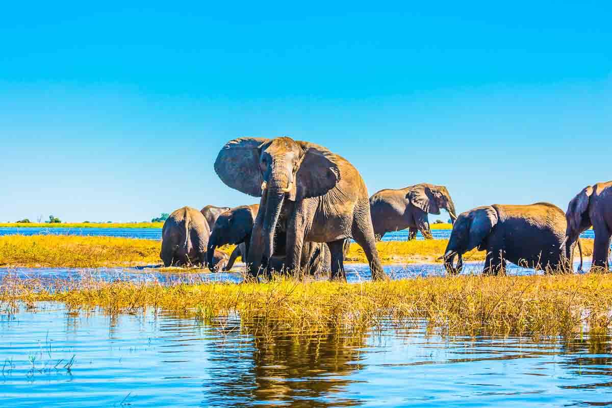 Elefanten durchqueren Fluss