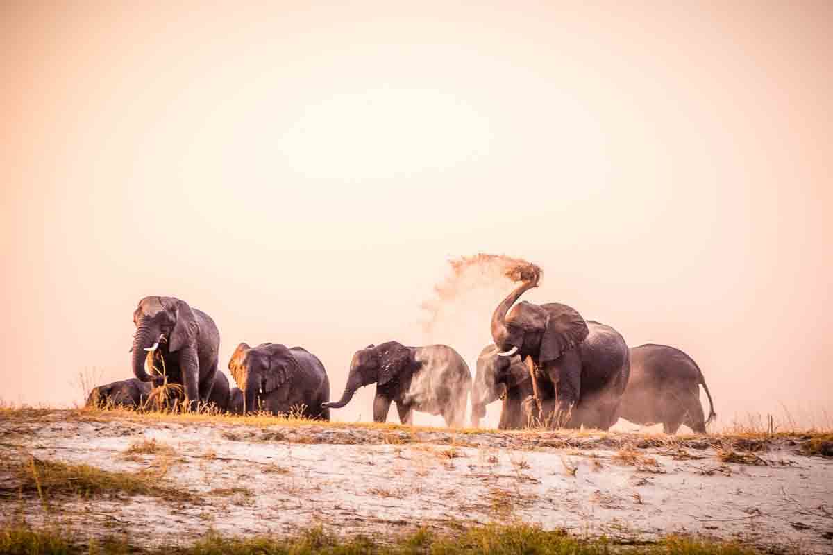 Elefant trocknen sich nach Durchqueren eines Flusses