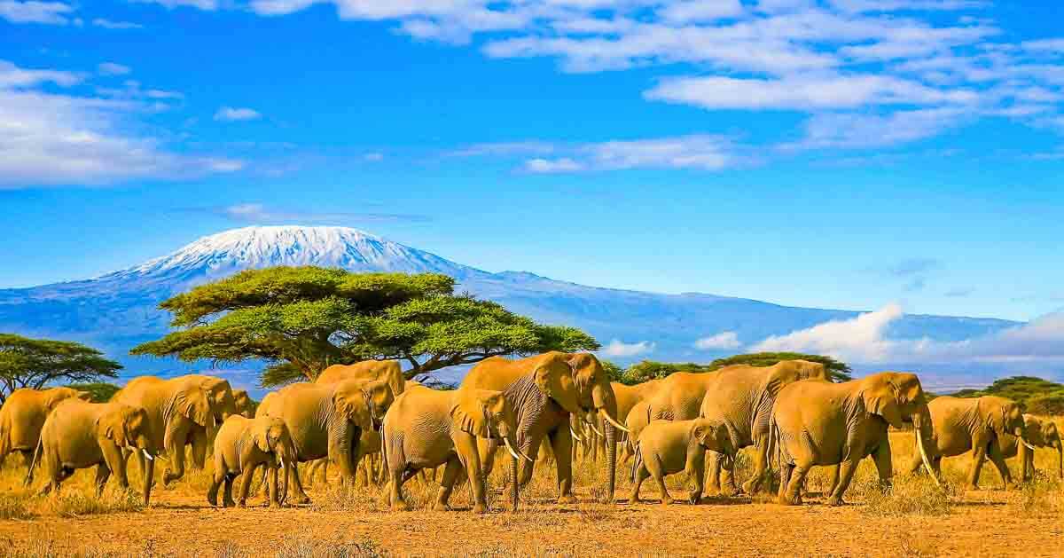 Große Elefantenherde vor dem Kilimandscharo