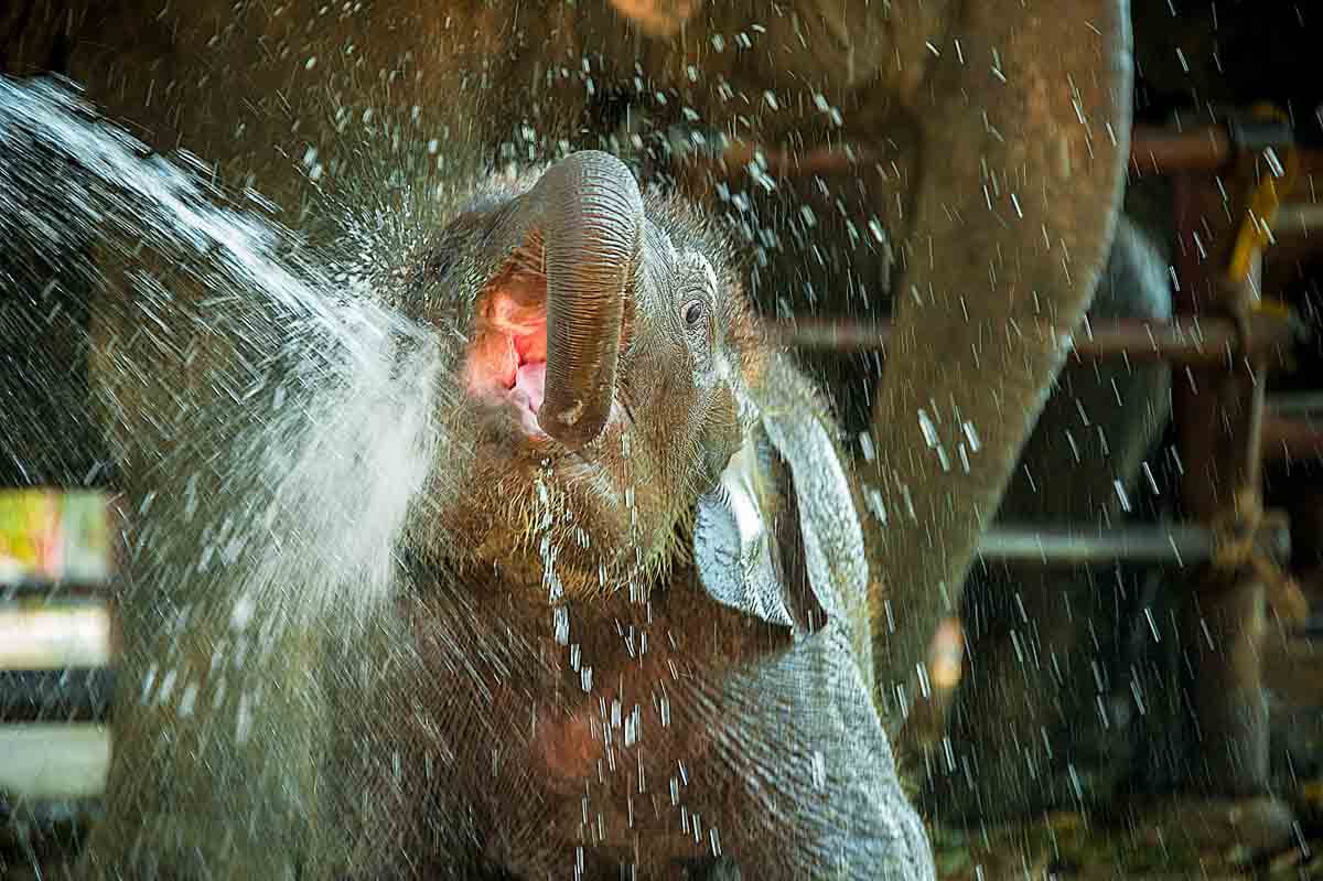 Baby-Elefant spielt mit Wasser