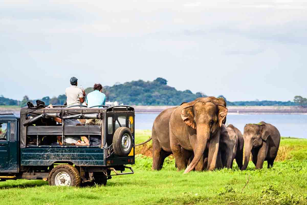 Elefanten-Safari in Sri Lanka