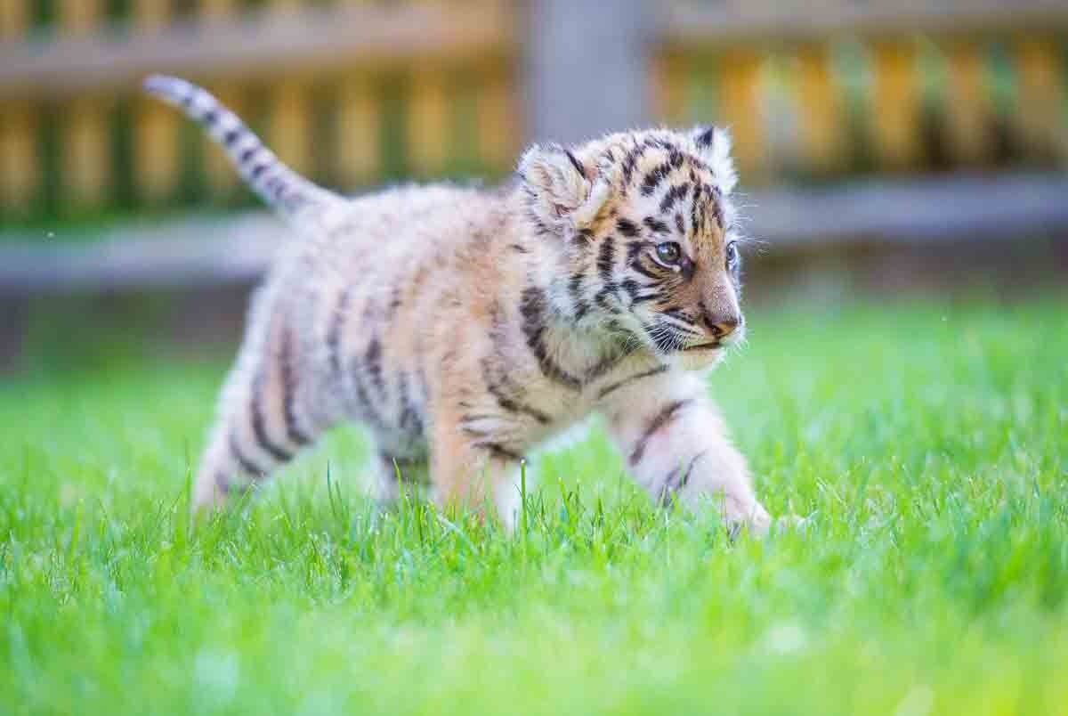Tiger-Baby